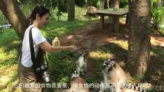 视频-深圳动物园：被驯养的野生动物已通人性