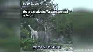 视频-日常迷信：白色长颈鹿，求好运