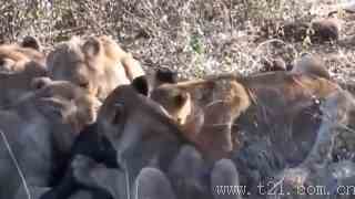 视频：单从捕食技巧而言，狮子真不是老虎的对手，看这视频就知道了！