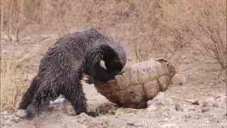 视频：蜜獾这是在学非洲二哥吗？这只陆龟遇上平头哥也算倒霉了！